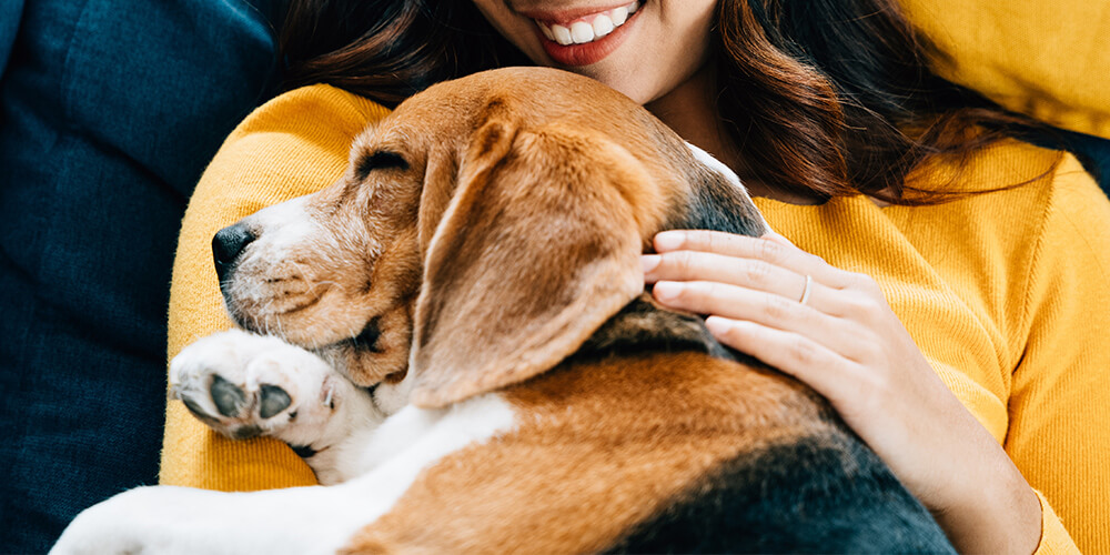 人は犬と触れ合うと幸せホルモンと呼ばれるオキシトシンの分泌量が増える